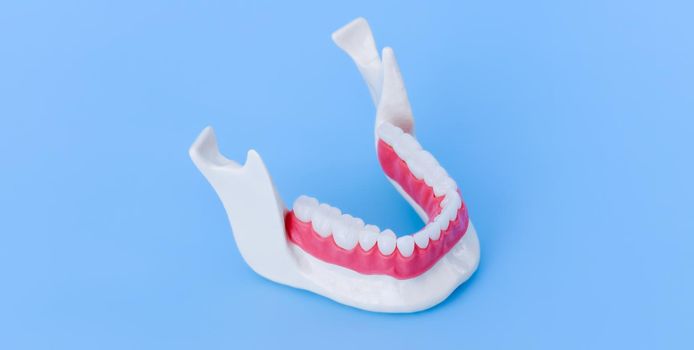 Lower human jaw with teeth and gums anatomy model medical illustration isolated on blue background. Healthy teeth, dental care and orthodontic concept