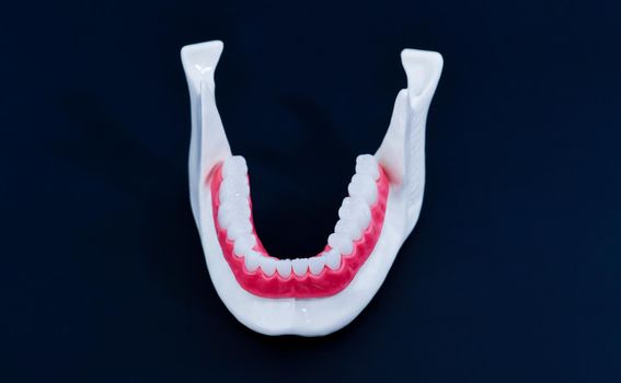 Lower human jaw with teeth and gums anatomy model medical illustration isolated on blue background. Healthy teeth, dental care and orthodontic concept