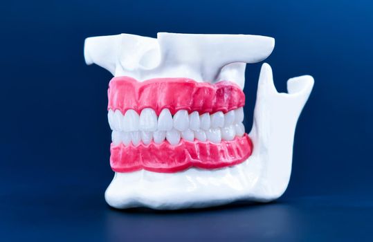 Human jaw with teeth and gums anatomy model medical illustration isolated on blue background. Healthy teeth, dental care and orthodontic concept