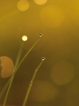 Grass. Fresh green grass with dew drops closeup. Sun. Soft Focus. Abstract Nature Background