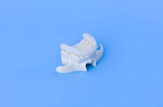 Upper human jaw with teeth anatomy model medical illustration isolated on blue background. Healthy teeth, dental care and orthodontic concept