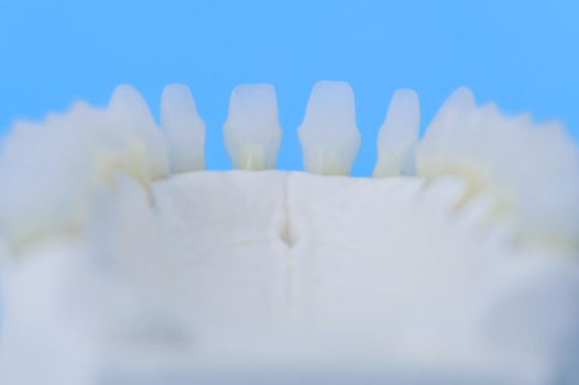 Lower human jaw with teeth anatomy model medical illustration isolated on blue background. Healthy teeth, dental care and orthodontic concept