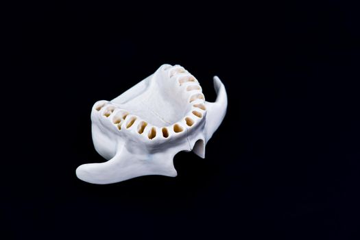 Upper human jaw with teeth and gums anatomy model medical illustration isolated on black background. Healthy teeth, dental care and orthodontic concept