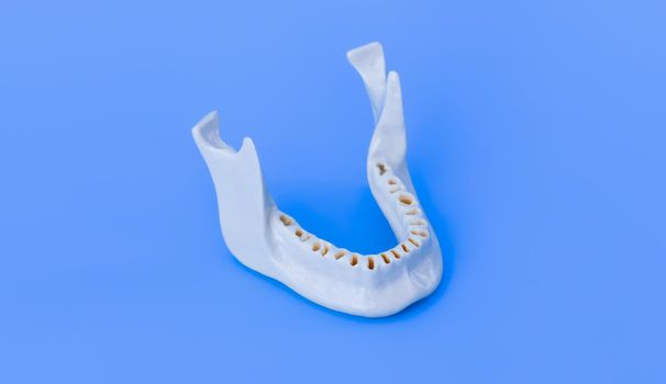 Lower human jaw without teeth model medical illustration isolated on blue background. Healthy teeth, dental care and orthodontic concept