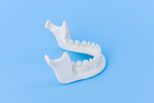 Lower human jaw with teeth anatomy model medical illustration isolated on blue background. Healthy teeth, dental care and orthodontic concept