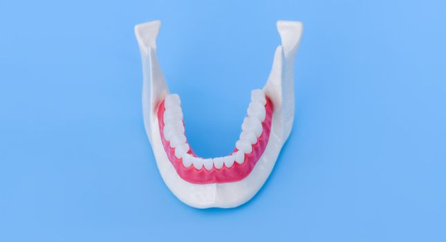 Lower human jaw with teeth and gums anatomy model medical illustration isolated on blue background. Healthy teeth, dental care and orthodontic concept