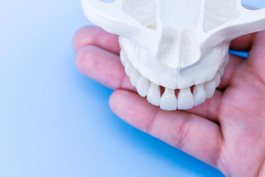 man hand holding a upper human jaw with teeth anatomy model medical illustration isolated on blue background. Healthy teeth, dental care and orthodontic concept
