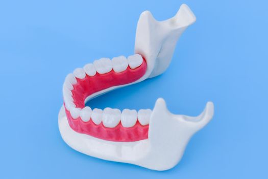 Lower human jaw with teeth and gums anatomy model medical illustration isolated on blue background. Healthy teeth, dental care and orthodontic concept