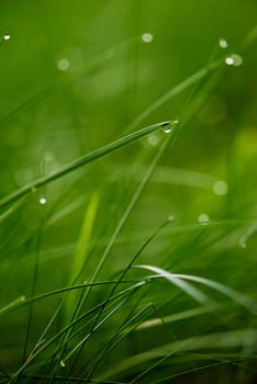 Grass. Fresh green grass with dew drops closeup. Sun. Soft Focus. Abstract Nature Background