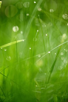 Grass. Fresh green grass with dew drops closeup. Sun. Soft Focus. Abstract Nature Background