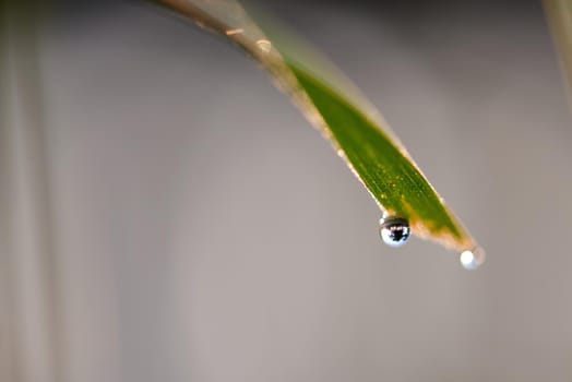 Grass. Fresh green grass with dew drops closeup. Sun. Soft Focus. Abstract Nature Background