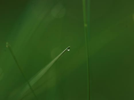 Grass. Fresh green grass with dew drops closeup. Sun. Soft Focus. Abstract Nature Background