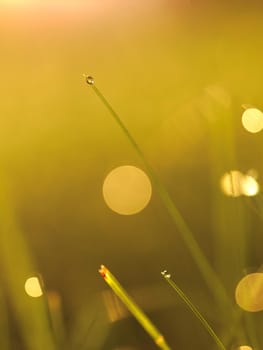 Grass. Fresh green grass with dew drops closeup. Sun. Soft Focus. Abstract Nature Background