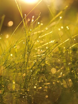 Grass. Fresh green grass with dew drops closeup. Sun. Soft Focus. Abstract Nature Background