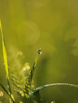 Grass. Fresh green grass with dew drops closeup. Sun. Soft Focus. Abstract Nature Background