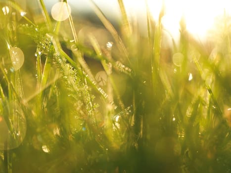 Grass. Fresh green grass with dew drops closeup. Sun. Soft Focus. Abstract Nature Background