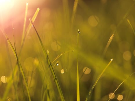 Grass. Fresh green grass with dew drops closeup. Sun. Soft Focus. Abstract Nature Background