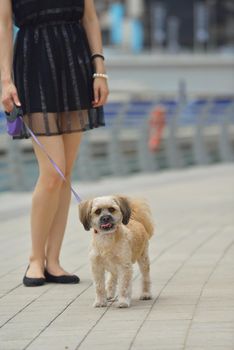 beautiful happy young  woman in black dress with cute small dog puppy have fun on street