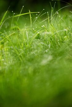 Grass. Fresh green grass with dew drops closeup. Sun. Soft Focus. Abstract Nature Background