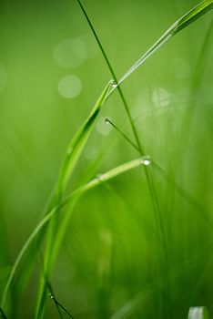 Grass. Fresh green grass with dew drops closeup. Sun. Soft Focus. Abstract Nature Background