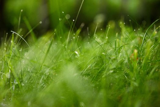 Grass. Fresh green grass with dew drops closeup. Sun. Soft Focus. Abstract Nature Background