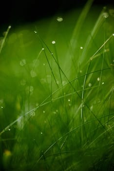 Grass. Fresh green grass with dew drops closeup. Sun. Soft Focus. Abstract Nature Background