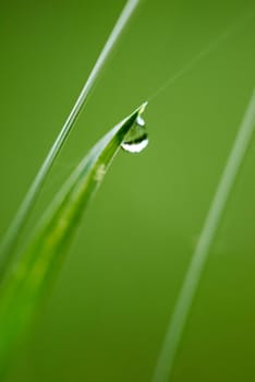 Grass. Fresh green grass with dew drops closeup. Sun. Soft Focus. Abstract Nature Background