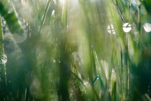 Grass. Fresh green grass with dew drops closeup. Sun. Soft Focus. Abstract Nature Background