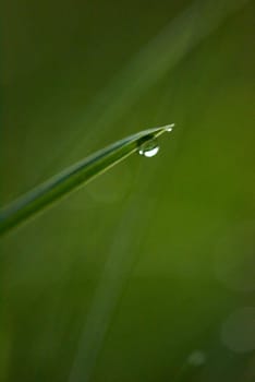 Grass. Fresh green grass with dew drops closeup. Sun. Soft Focus. Abstract Nature Background