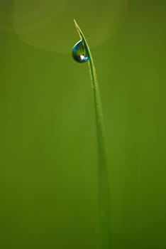 Grass. Fresh green grass with dew drops closeup. Sun. Soft Focus. Abstract Nature Background