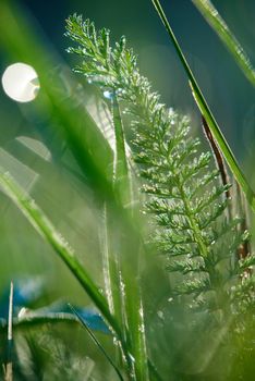 Grass. Fresh green grass with dew drops closeup. Sun. Soft Focus. Abstract Nature Background