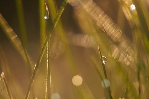 Grass. Fresh green grass with dew drops closeup. Sun. Soft Focus. Abstract Nature Background