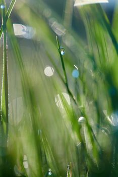 Grass. Fresh green grass with dew drops closeup. Sun. Soft Focus. Abstract Nature Background