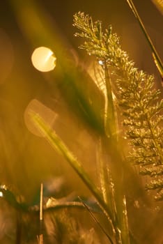 Grass. Fresh green grass with dew drops closeup. Sun. Soft Focus. Abstract Nature Background