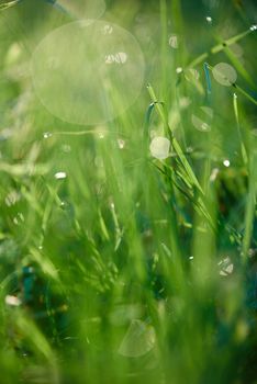 Grass. Fresh green grass with dew drops closeup. Sun. Soft Focus. Abstract Nature Background