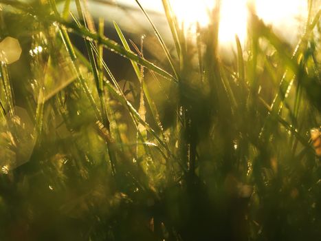 Grass. Fresh green grass with dew drops closeup. Sun. Soft Focus. Abstract Nature Background