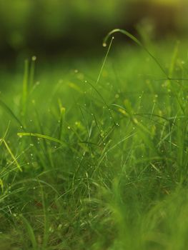 Grass. Fresh green grass with dew drops closeup. Sun. Soft Focus. Abstract Nature Background