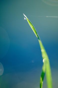 Grass. Fresh green grass with dew drops closeup. Sun. Soft Focus. Abstract Nature Background