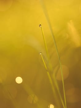 Grass. Fresh green grass with dew drops closeup. Sun. Soft Focus. Abstract Nature Background