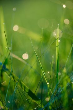 Grass. Fresh green grass with dew drops closeup. Sun. Soft Focus. Abstract Nature Background