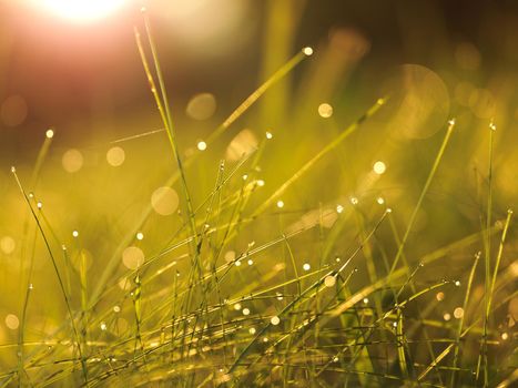 Grass. Fresh green grass with dew drops closeup. Sun. Soft Focus. Abstract Nature Background