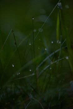 Grass. Fresh green grass with dew drops closeup. Sun. Soft Focus. Abstract Nature Background