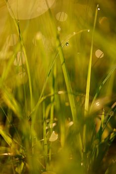 Grass. Fresh green grass with dew drops closeup. Sun. Soft Focus. Abstract Nature Background