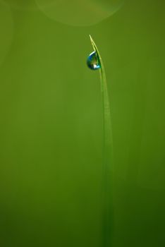 Grass. Fresh green grass with dew drops closeup. Sun. Soft Focus. Abstract Nature Background