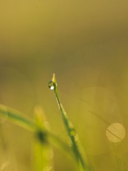 Grass. Fresh green grass with dew drops closeup. Sun. Soft Focus. Abstract Nature Background