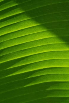 Background texture of exotic green banana leave. Close-up.
