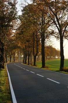 country road at autumn season with bright orange colors at morning sunrise