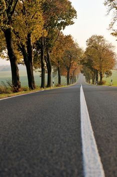 country road at autumn season with bright orange colors at morning sunrise