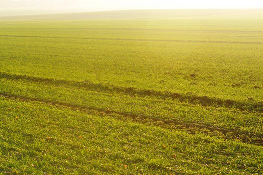 green grass on a background beautiful sunset in nature