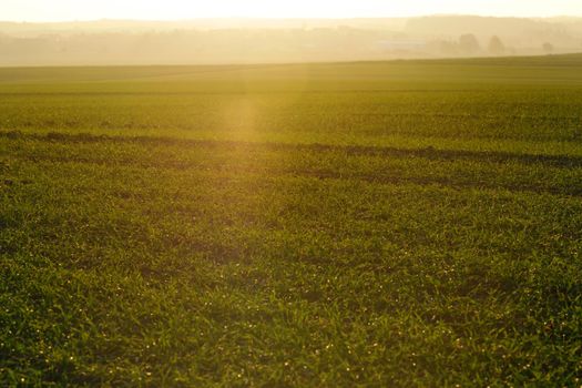 green grass on a background beautiful sunset in nature